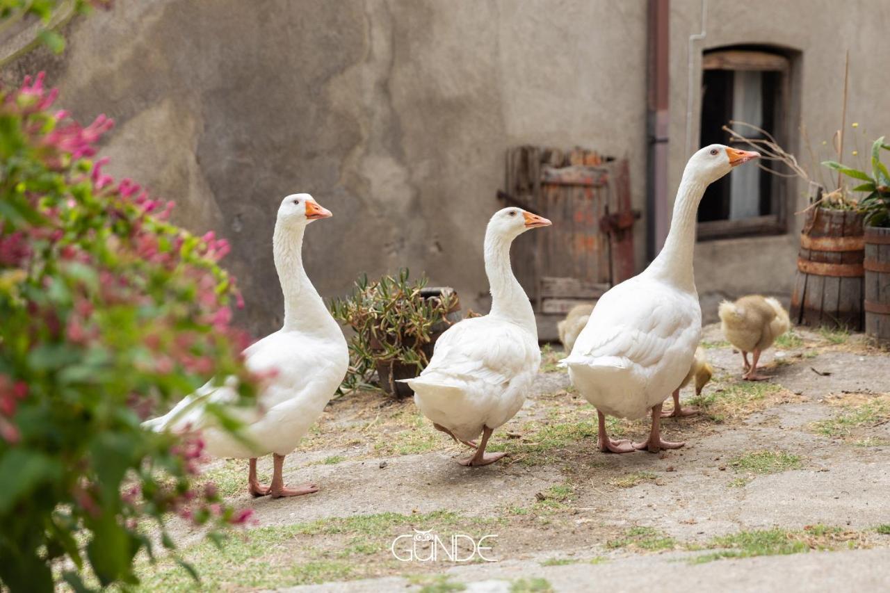 La Casa Contadina Nel Paese Delle Fiabe Apartamento Roccalvecce Exterior foto